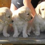 Cäsar vom Hembachtal