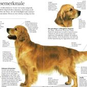 Rassebeschreibung